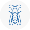 Freckleton Wasp Nest Removal